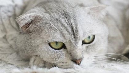 kaiyun sports-王晓瑞：伊万的菱形442，变还是不变？