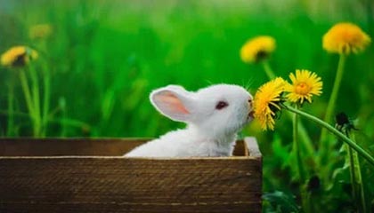 kaiyun sports-王晓瑞：伊万的菱形442，变还是不变？